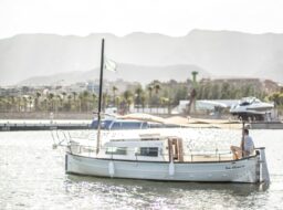 Vegetación de las marismas del Delta del Ebro