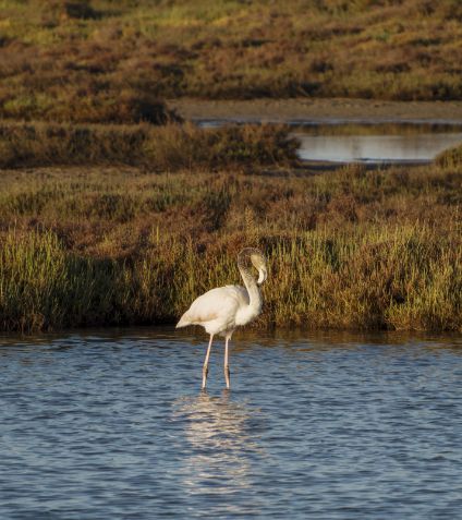 Aves acuáticas en el Delta del Ebro