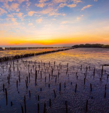 Marismas y vegetación del Delta del Ebro